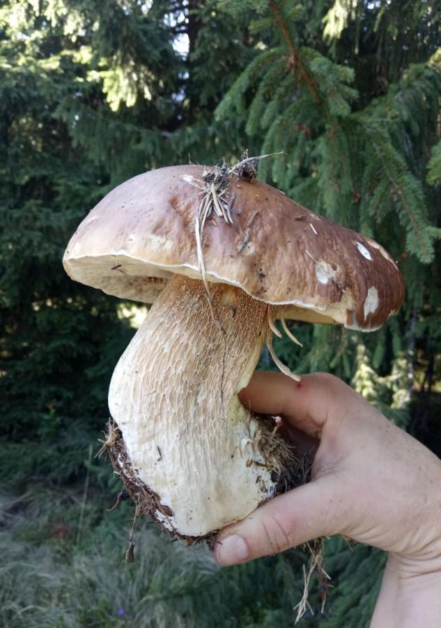 Bat'Kivska Hata Stari Kuty Exterior foto